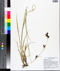 Rhynchospora caduca image