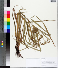 Cyperus virens image