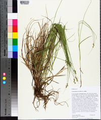 Carex festucacea image