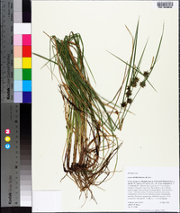 Carex elliottii image