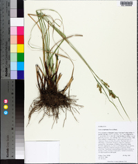 Carex complanata image