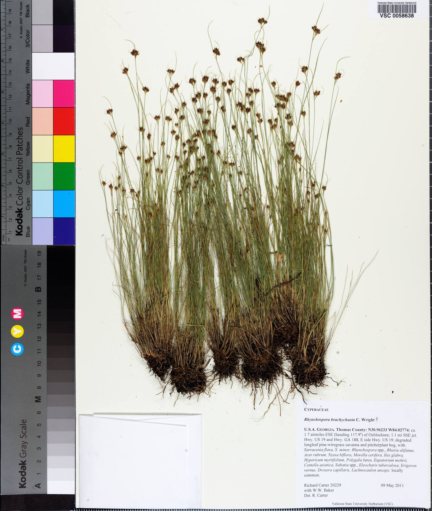 Rhynchospora brachychaeta image