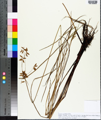 Cyperus unioloides image