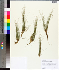 Eleocharis brittonii image