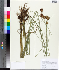 Rhynchospora tracyi image