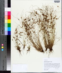 Fimbristylis vahlii image