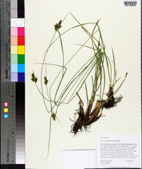 Carex complanata image