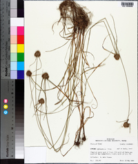 Cyperus filiculmis image