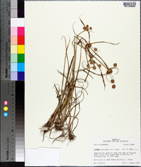 Cyperus echinatus image