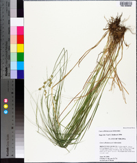 Carex albolutescens image