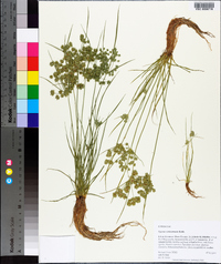 Cyperus surinamensis image