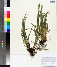 Carex crebriflora image