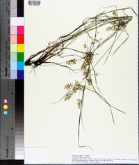 Cyperus thyrsiflorus image