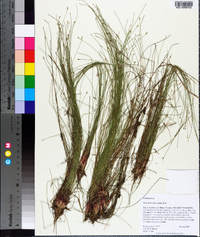 Eleocharis microcarpa image