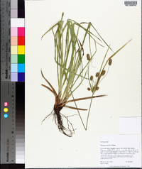 Cyperus retrorsus image