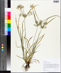 Cyperus sphacelatus image