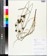 Cyperus echinatus image