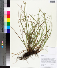 Carex dasycarpa image