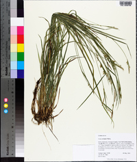 Carex striatula image