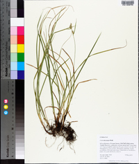 Carex dasycarpa image