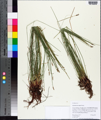 Eleocharis tricostata image