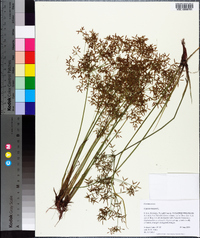 Cyperus haspan image