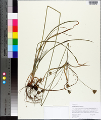 Cyperus plukenetii image
