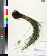 Cyperus retrorsus image