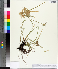 Cyperus dioicus image