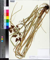 Cyperus owanii image