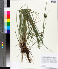 Carex complanata image