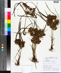 Cyperus erythrorhizos image