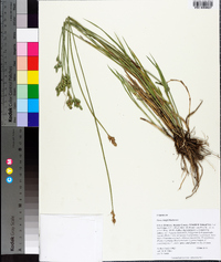 Carex longii image