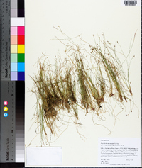 Eleocharis microcarpa image