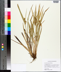 Carex flaccosperma image