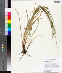 Carex planispicata image