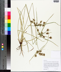 Cyperus polystachyos image