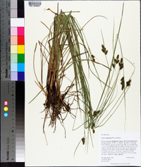 Carex complanata image