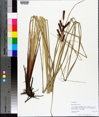 Carex glaucescens image