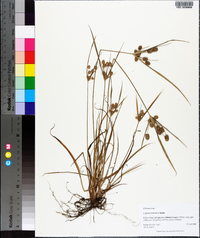 Cyperus retrorsus image