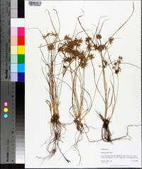 Cyperus grayi image