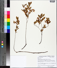 Gaylussacia dumosa image