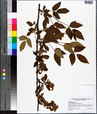 Rubus argutus image