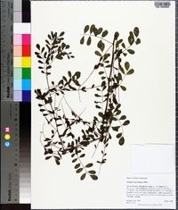 Indigofera caroliniana image