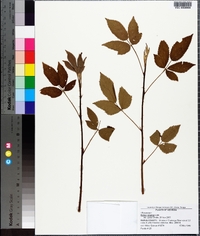 Rubus argutus image