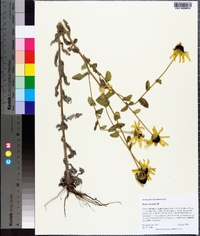 Rudbeckia mollis image