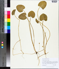 Centella asiatica image