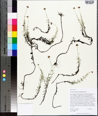 Sclerolepis uniflora image