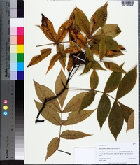 Carya pallida image