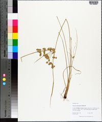 Cyperus surinamensis image